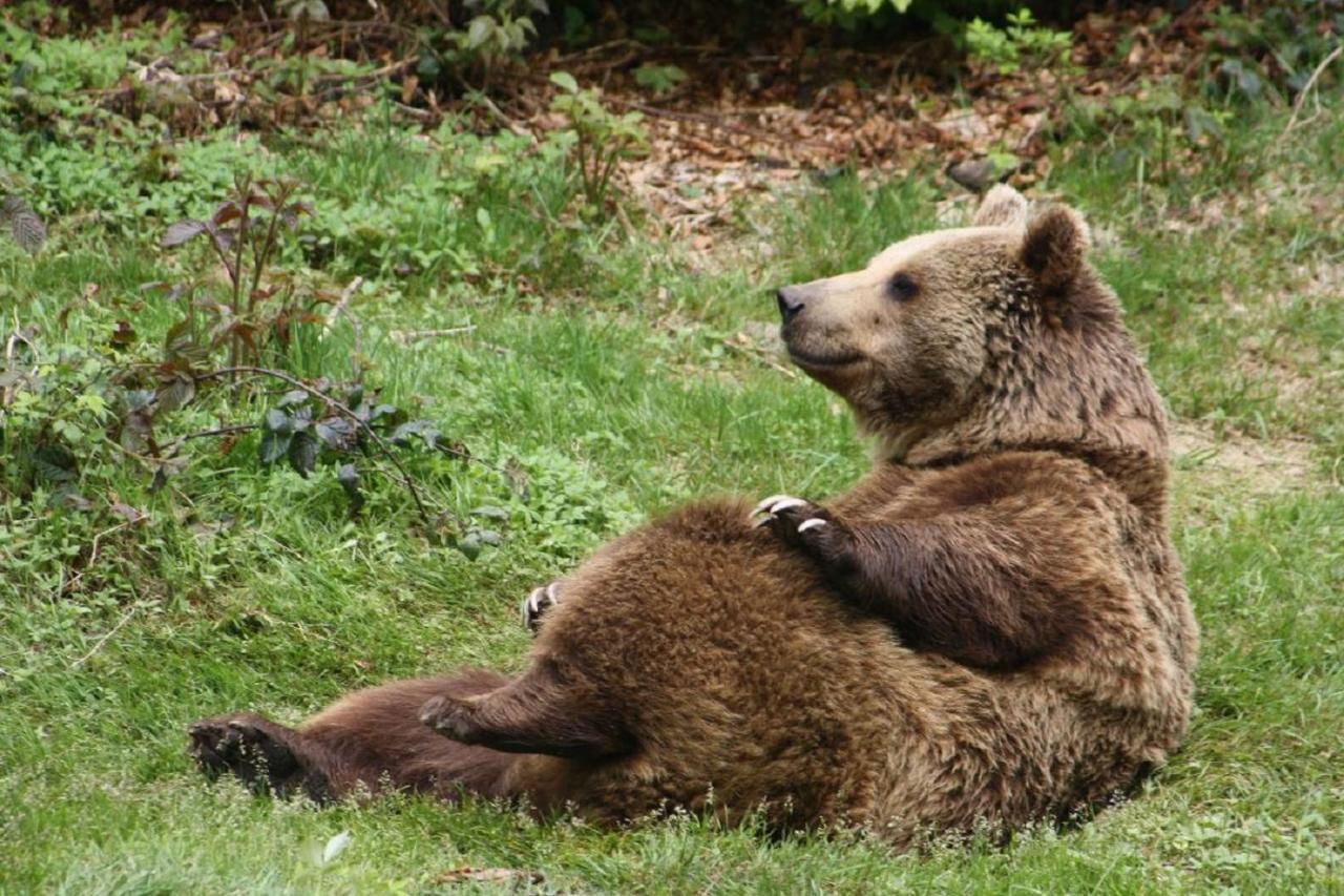 Landurlaub Bei Familie Haug Freyung Exterior foto